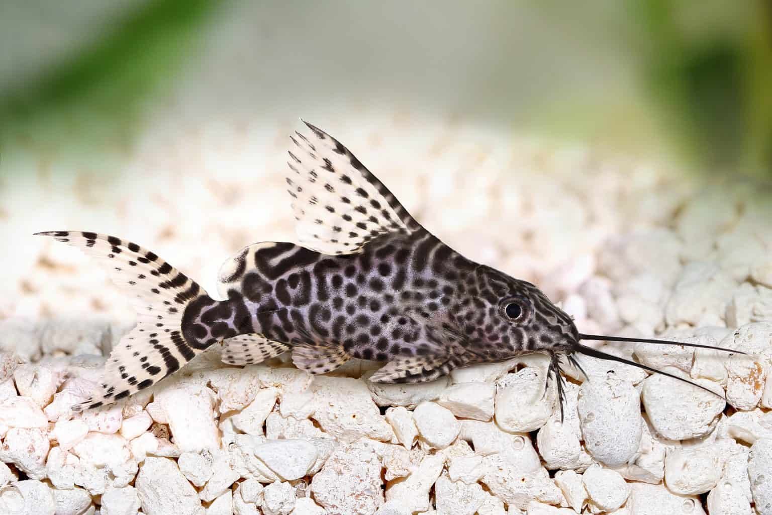 Синодонтис вуалевый (Synodontis eupterus)