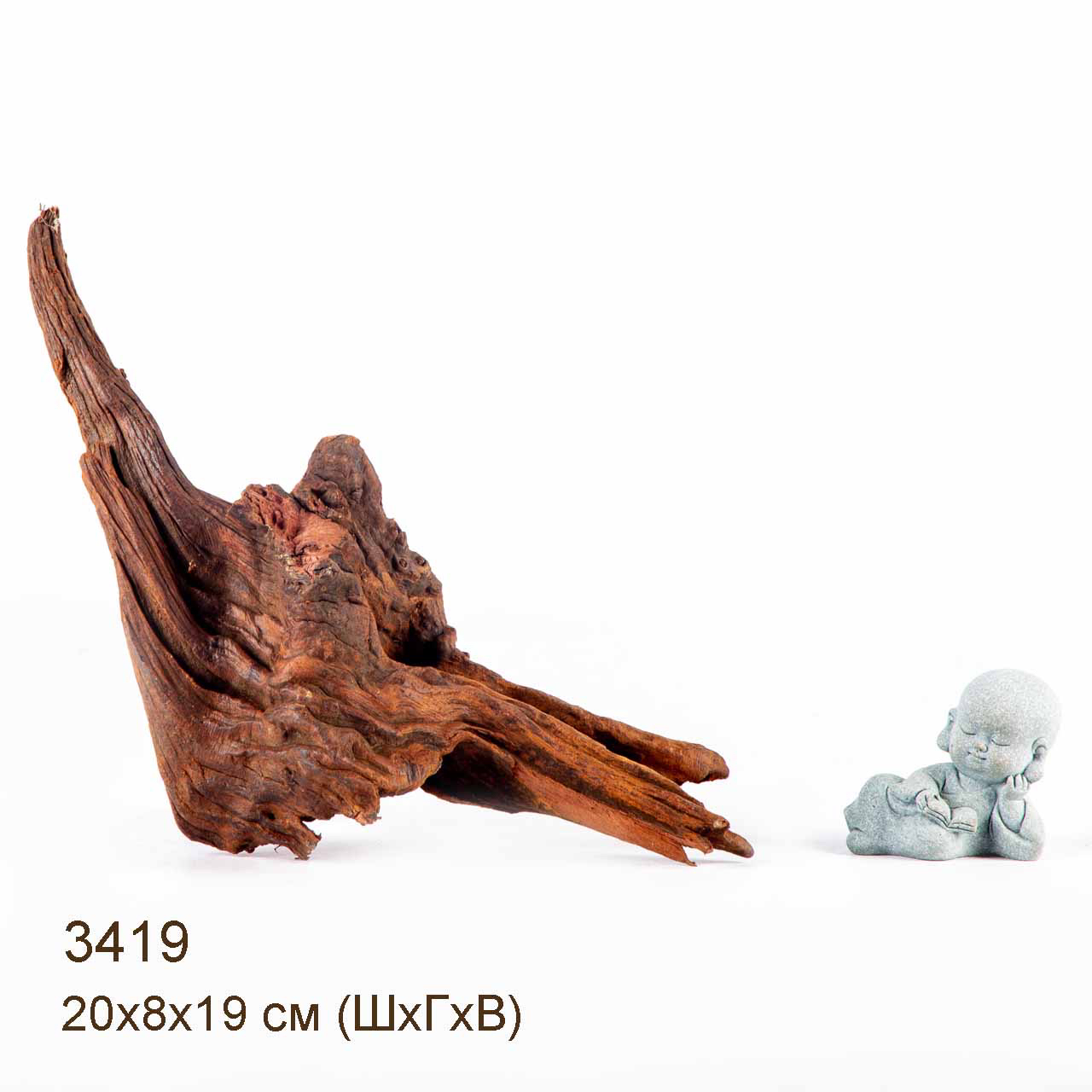 Коряга MASHA BLOOM "Железное дерево" затонувшая мангровая S - 3419