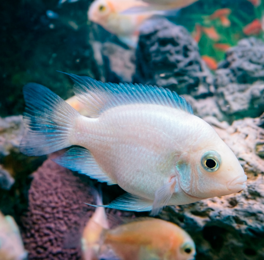 Попугай платиновый (Cichlasoma sp.)