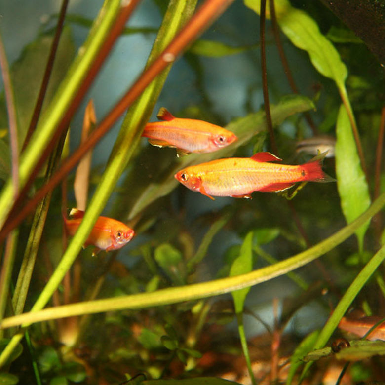 Кардинал золотой (Tanichthys albonubes)