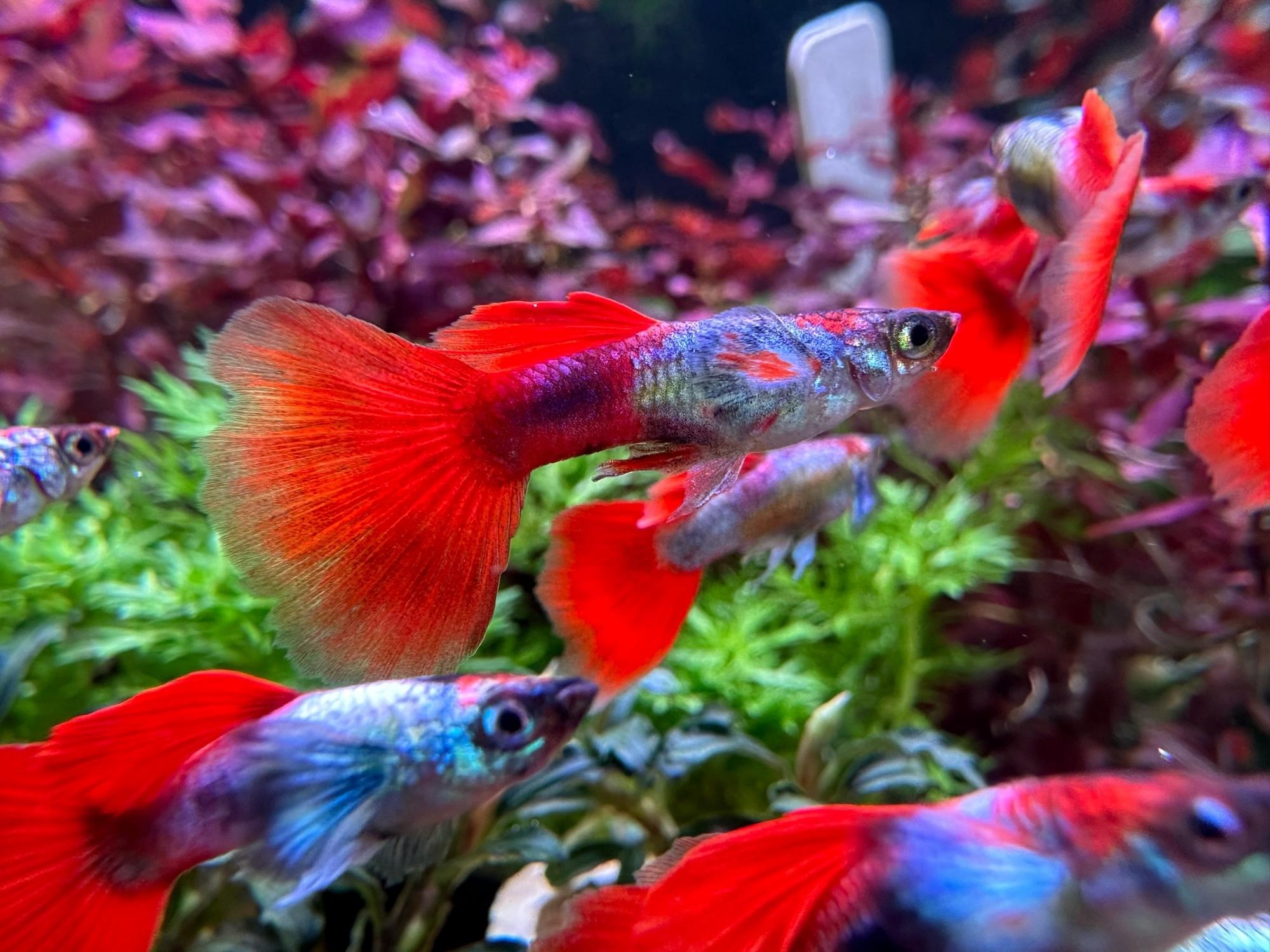 Гуппи Харита Красная Лазурь (Poecilia reticulata Haritha Red Azure)