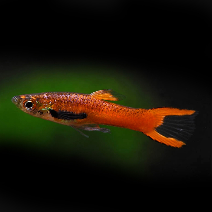 Гуппи эндлера красный (Poecilia wingei)
