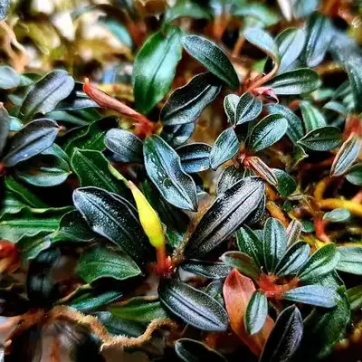 Буцефаландра Брауни Мини (Bucephalandra Brownie Mini)