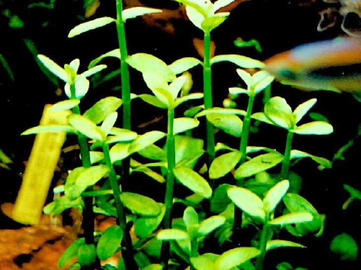 Бакопа мадагаскарская (Bacopa madagascariensis)