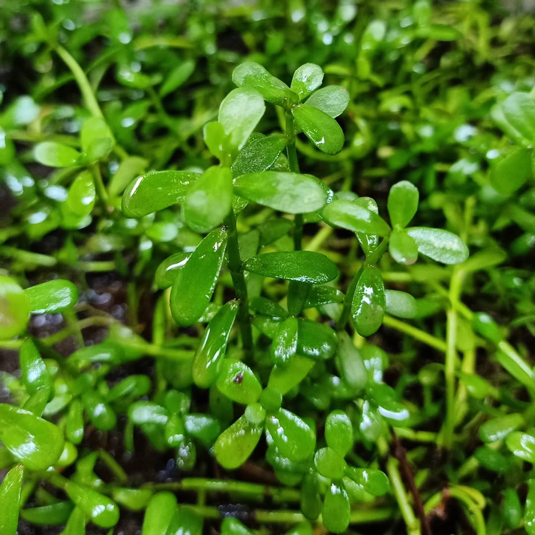 Бакопа Монье вариегатная (Bacopa monnieri)