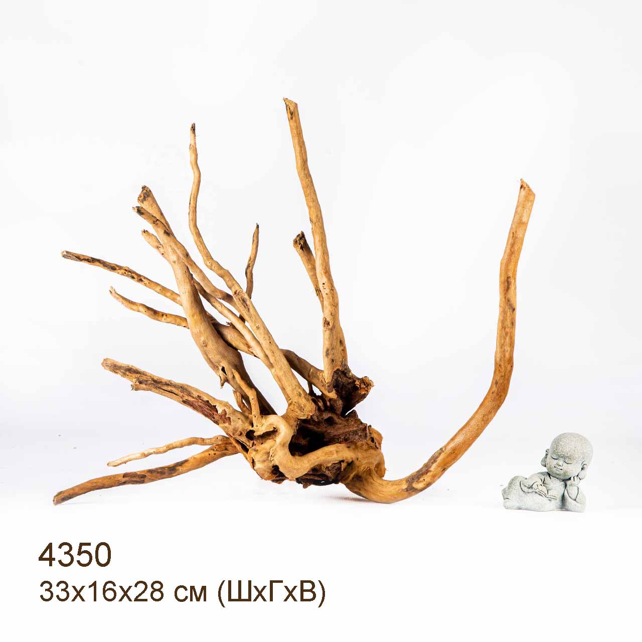 Коряга MASHA BLOOM Корень азалии L - 4350