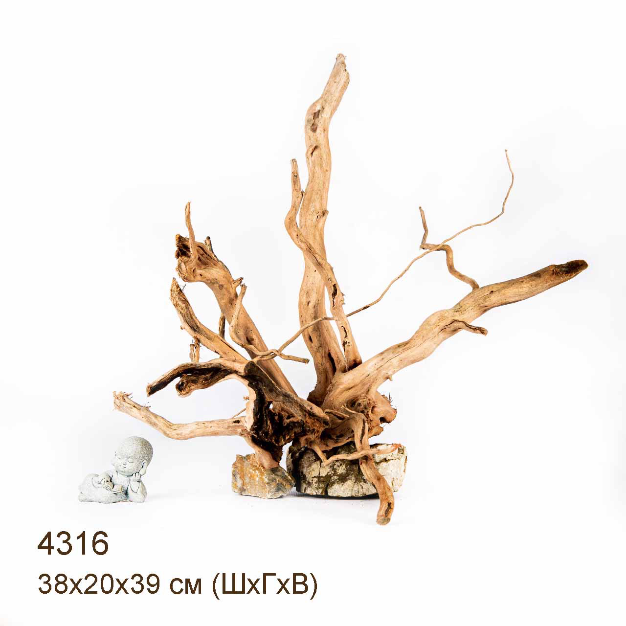 Коряга MASHA BLOOM Корень азалии L - 4316