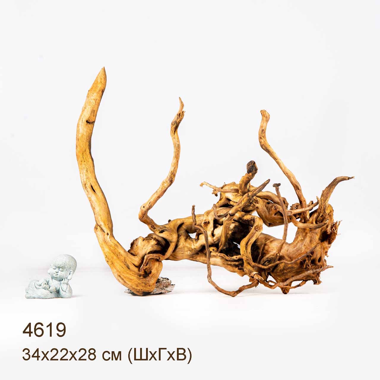 Коряга MASHA BLOOM Корень азалии M - 4619