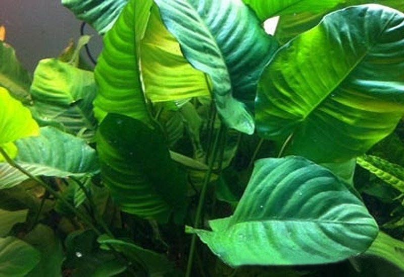 Анубиас Бартера Морщинистый лист (Anubias Wrinkled Leaf) в горшке