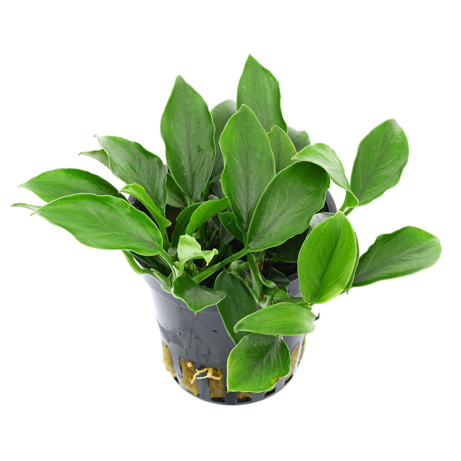 Анубиас нана Паксинг (Аnubias nana Рaxing) в горшке