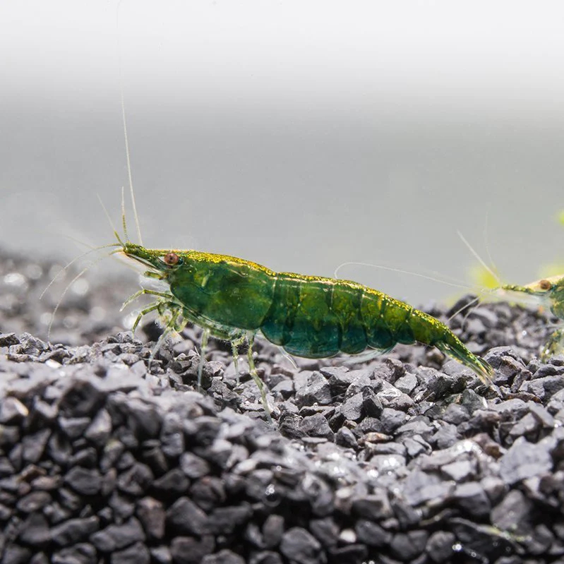 Креветка зелёный нефрит (Neocaridina davidi Green Jade)