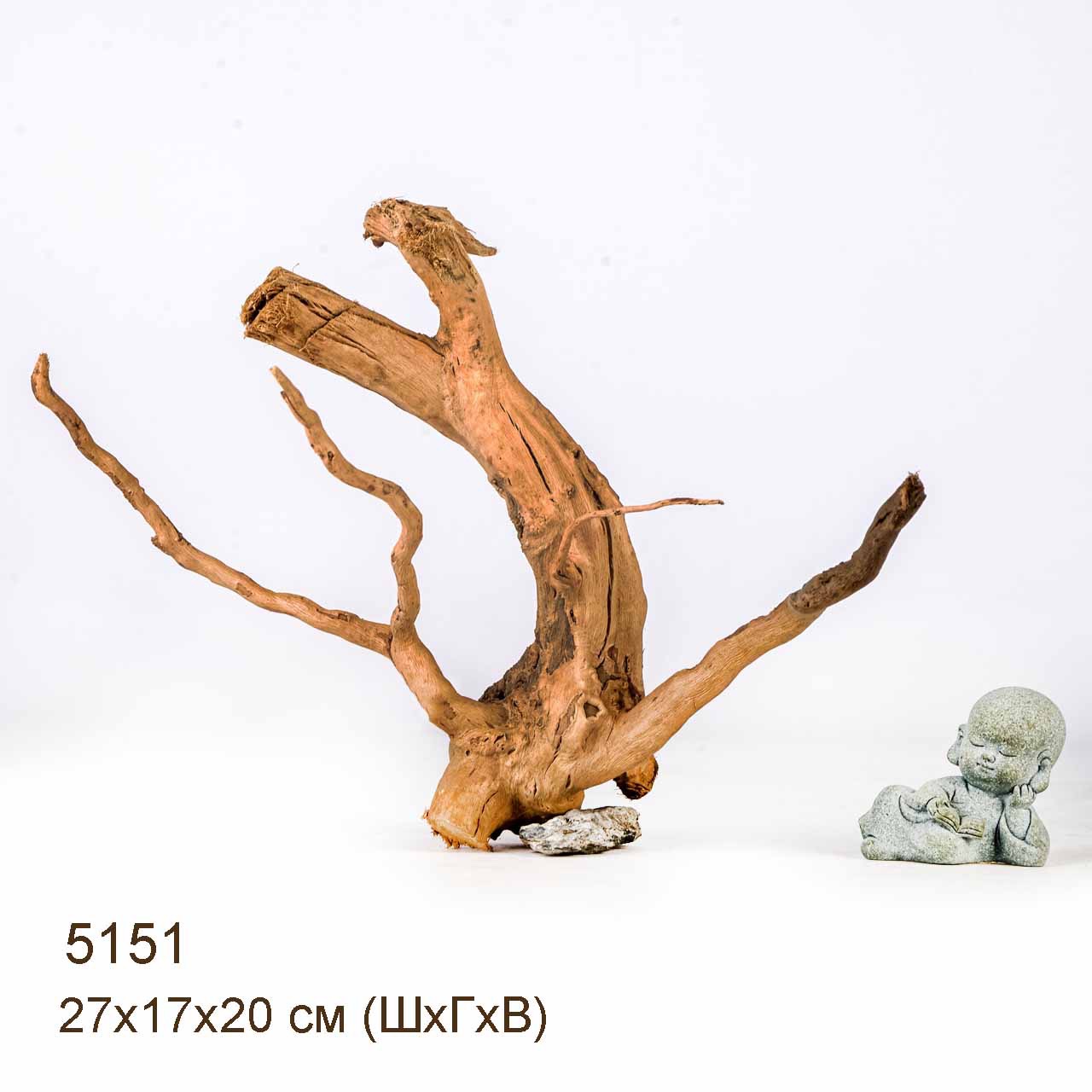 Коряга MASHA BLOOM Корень азалии XS - 5151