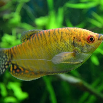Гурами солнечный / жёлтый (Trichogaster leerii)