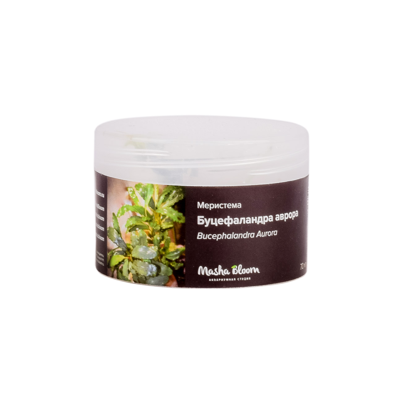 Меристема MASHA BLOOM Буцефаландра аврора (Bucephalandra Aurora) D55 мм