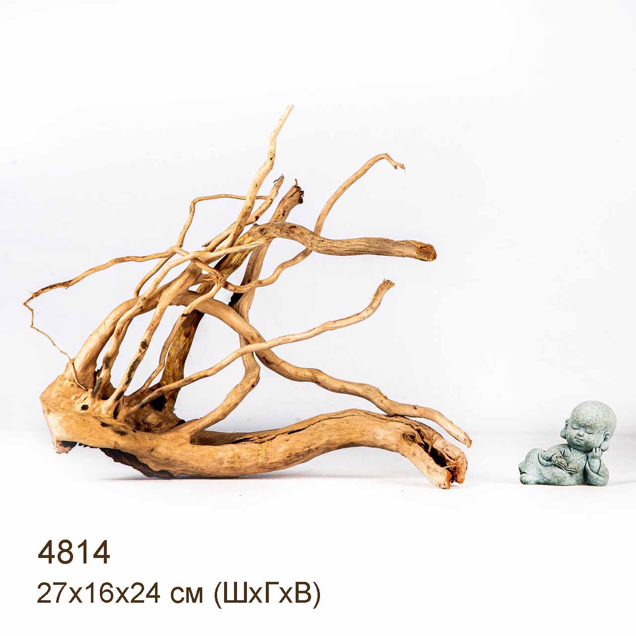 Коряга MASHA BLOOM Корень азалии M - 4814