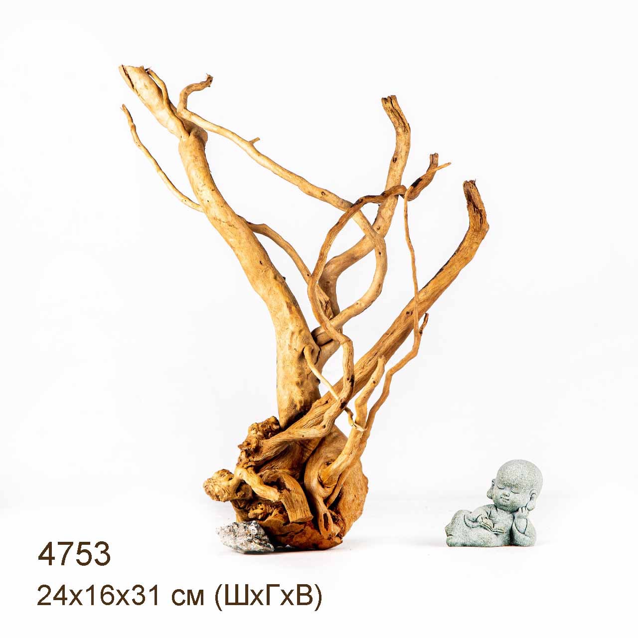 Коряга MASHA BLOOM Корень азалии M - 4753