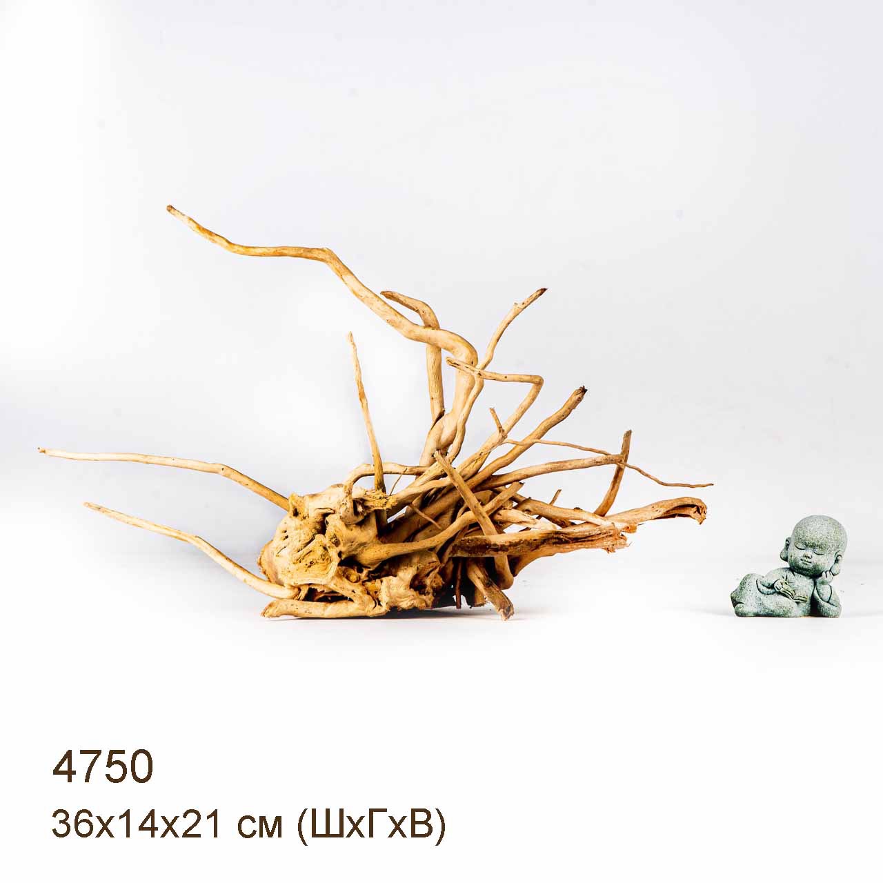 Коряга MASHA BLOOM Корень азалии M - 4750