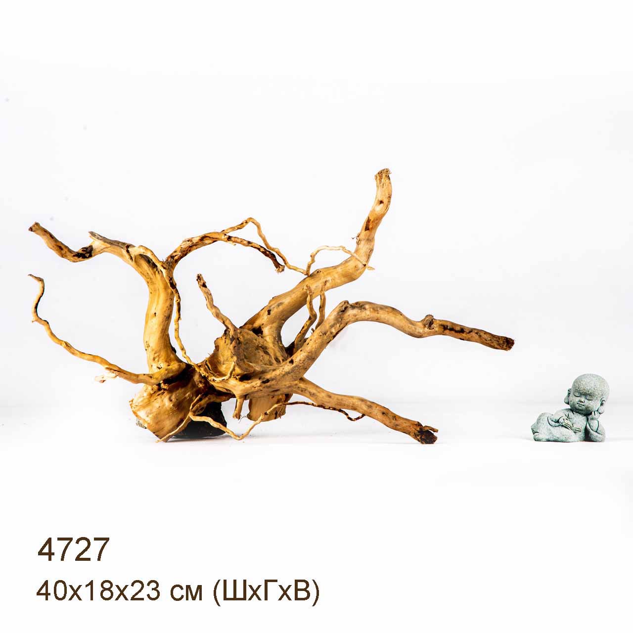 Коряга MASHA BLOOM Корень азалии M - 4727