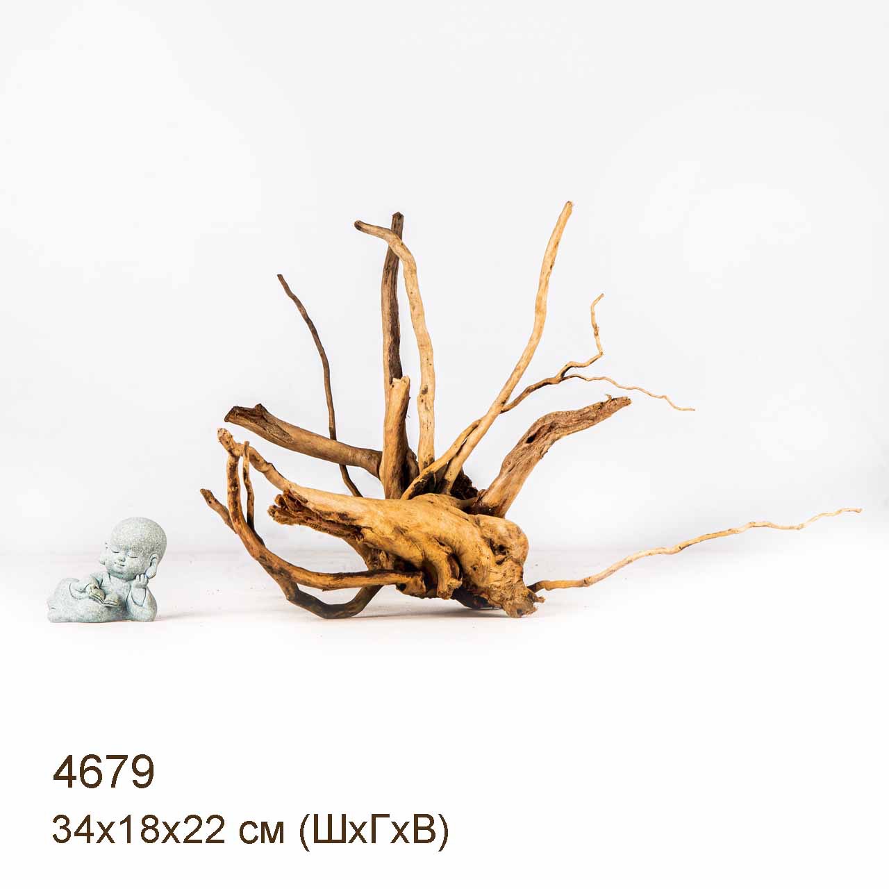 Коряга MASHA BLOOM Корень азалии M - 4679