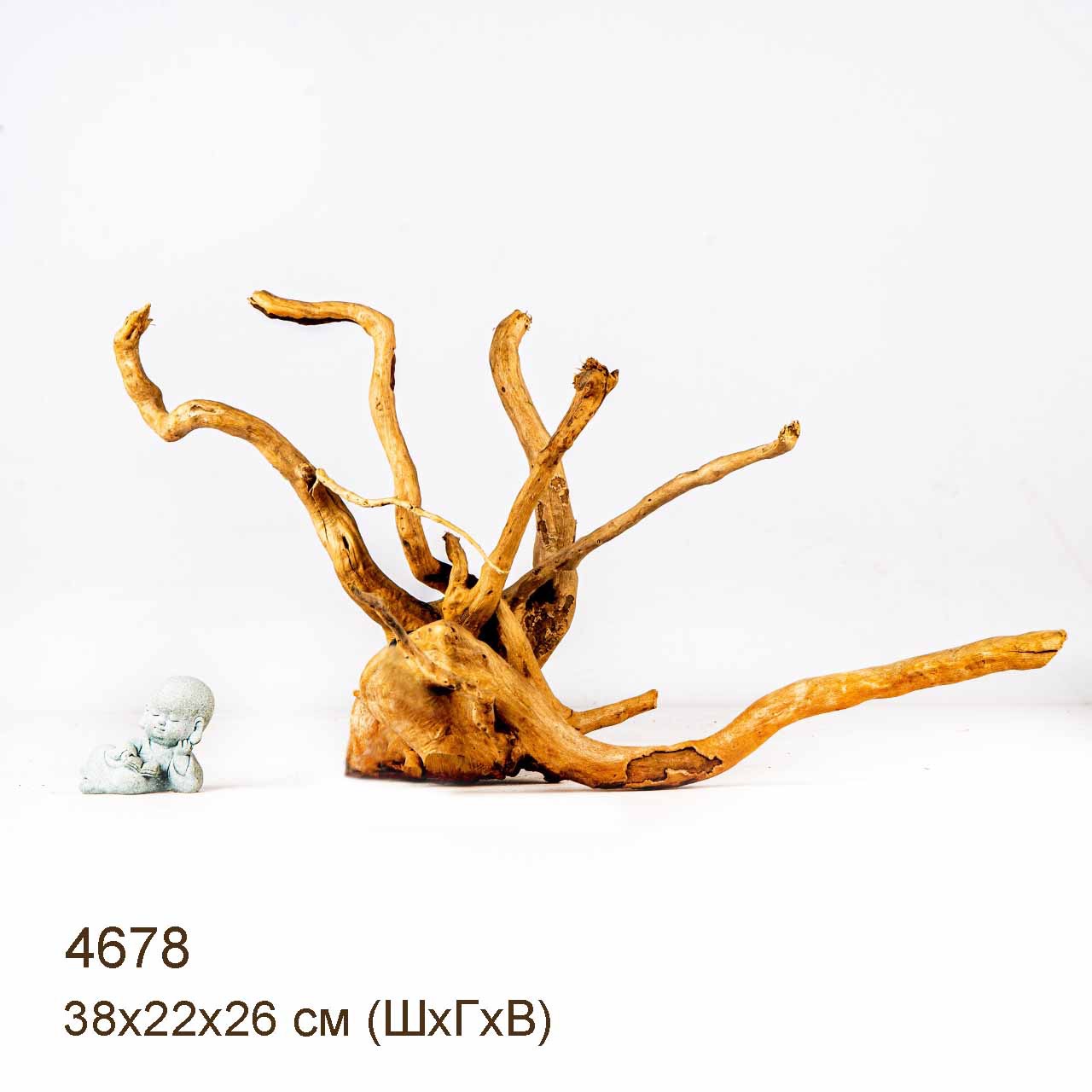 Коряга MASHA BLOOM Корень азалии M - 4678