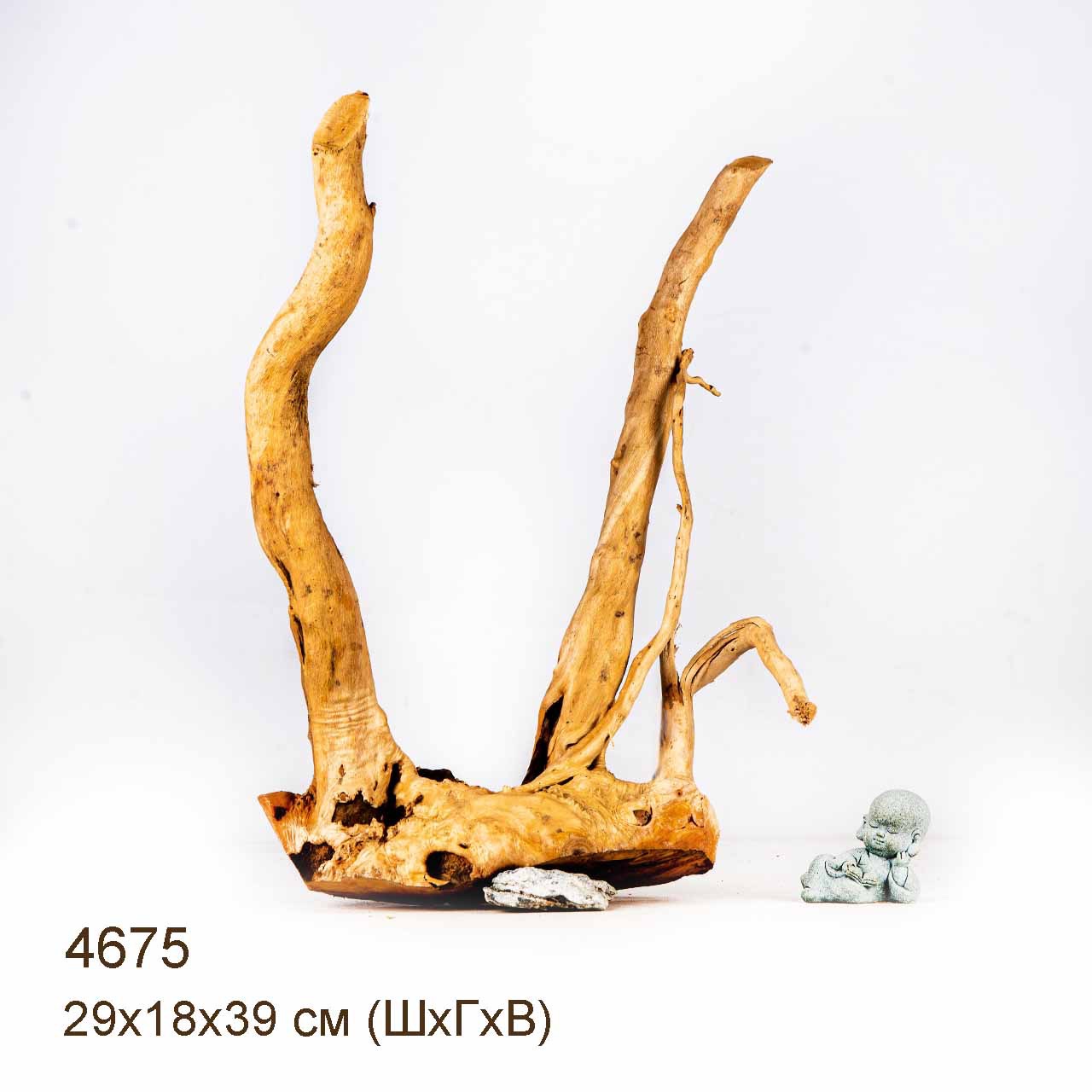 Коряга MASHA BLOOM Корень азалии M - 4675