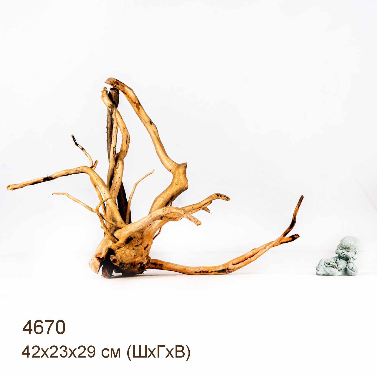 Коряга MASHA BLOOM Корень азалии M - 4670