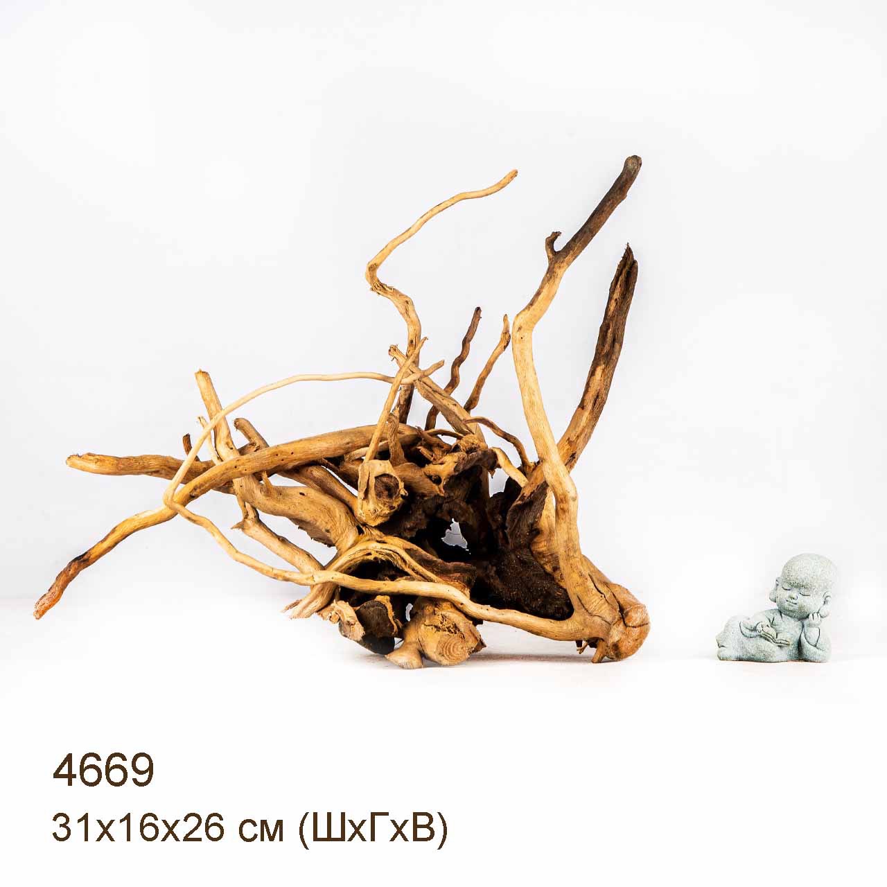 Коряга MASHA BLOOM Корень азалии M - 4669