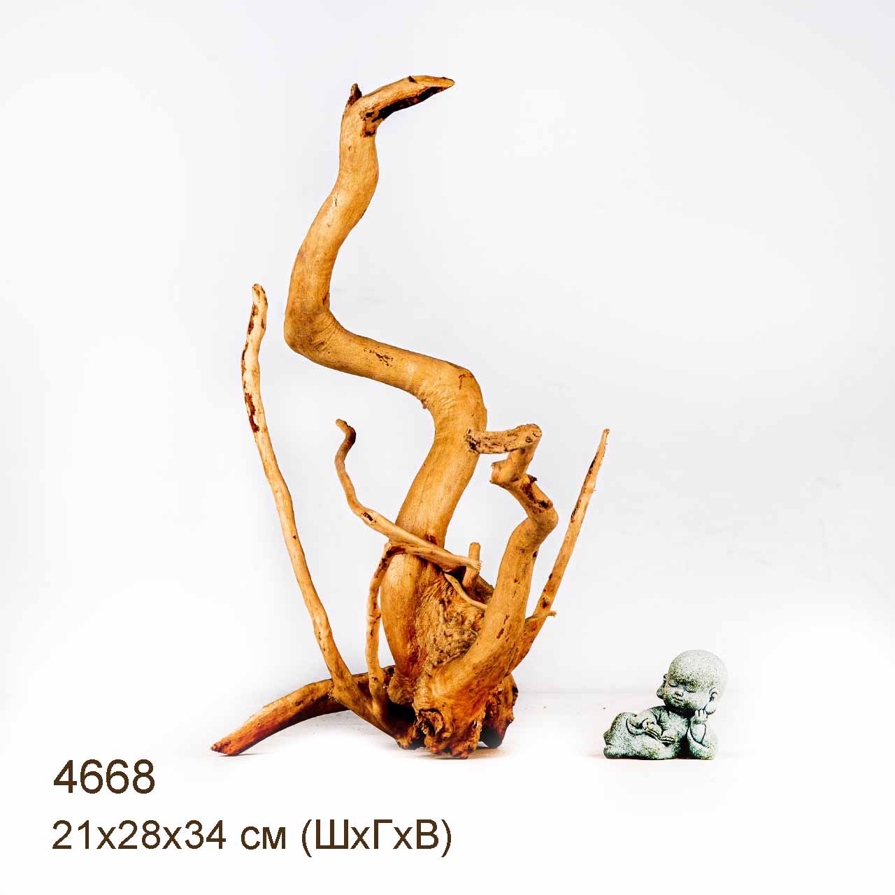 Коряга MASHA BLOOM Корень азалии M - 4668