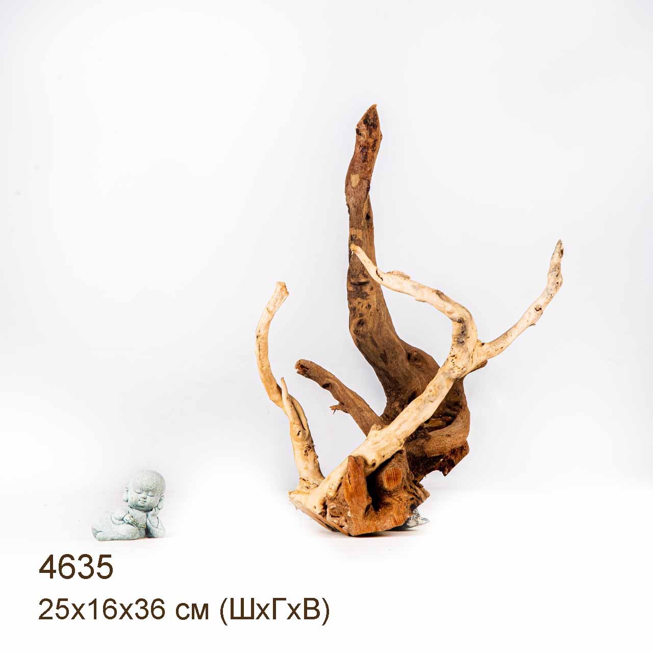 Коряга MASHA BLOOM Корень азалии M - 4635