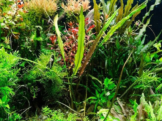 Криптокорина ребристая / костата (Cryptocoryne costata) в горшке