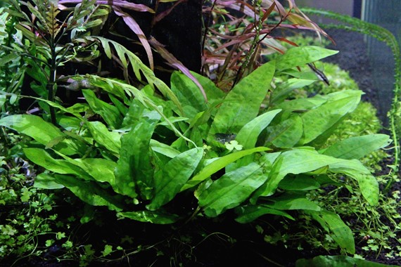 Криптокорина Вендта широколистная (Cryptocoryne wendtii Broad Leaf) в горшке