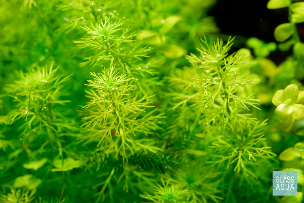 Меристема Перистолистник ёлочный мини (Myriophyllum elatinoides mini) Ø70 мм