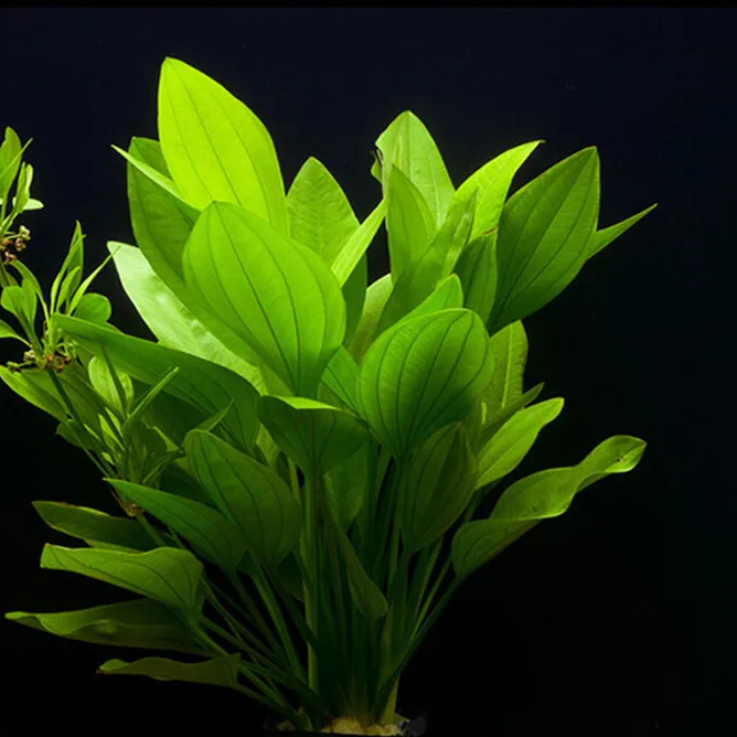 Эхинодорус аргентинский (Еchinodorus argentinensis)