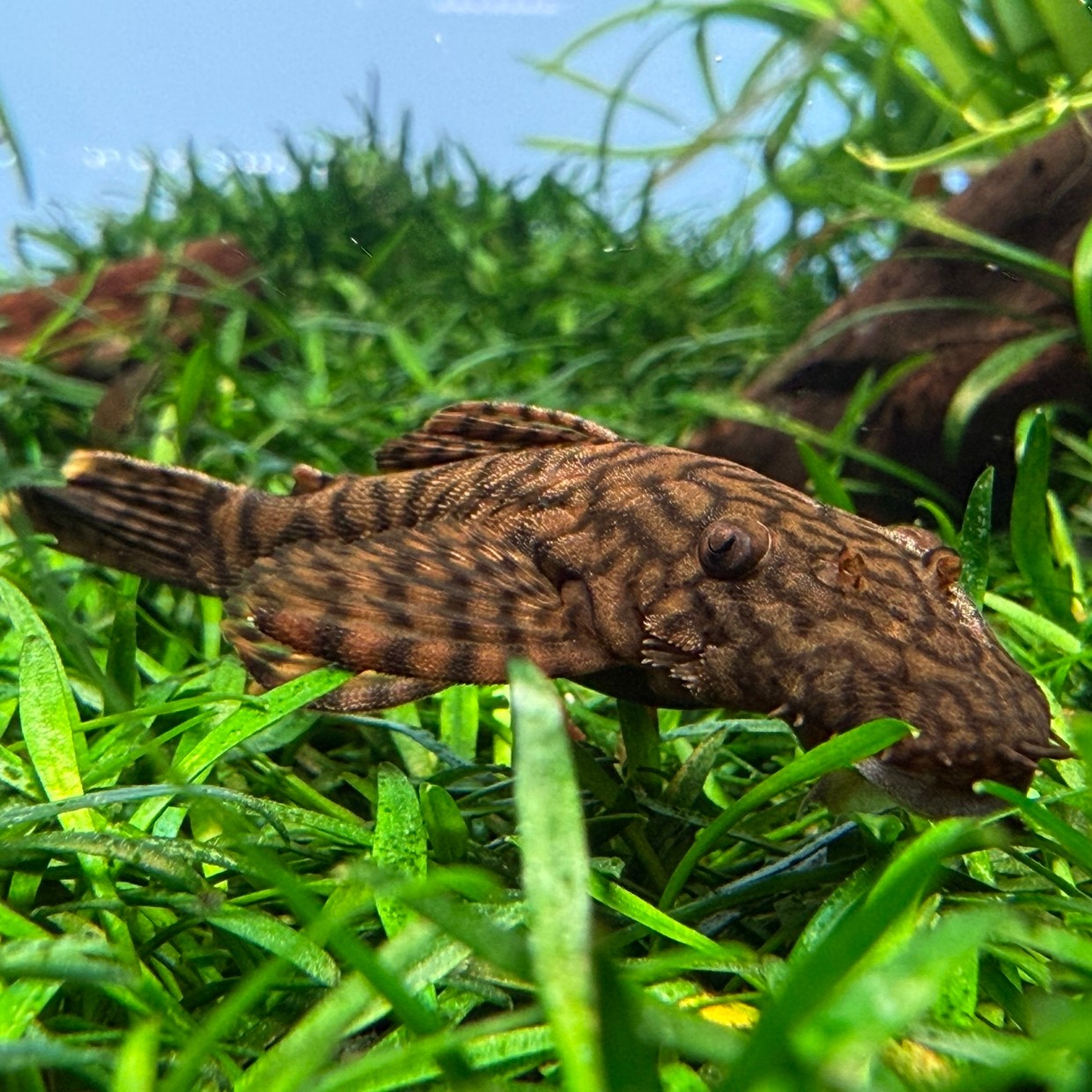 Анциструс Мадре де Диос L 393 ( Ancistrus sp. `Madre De Dios`)