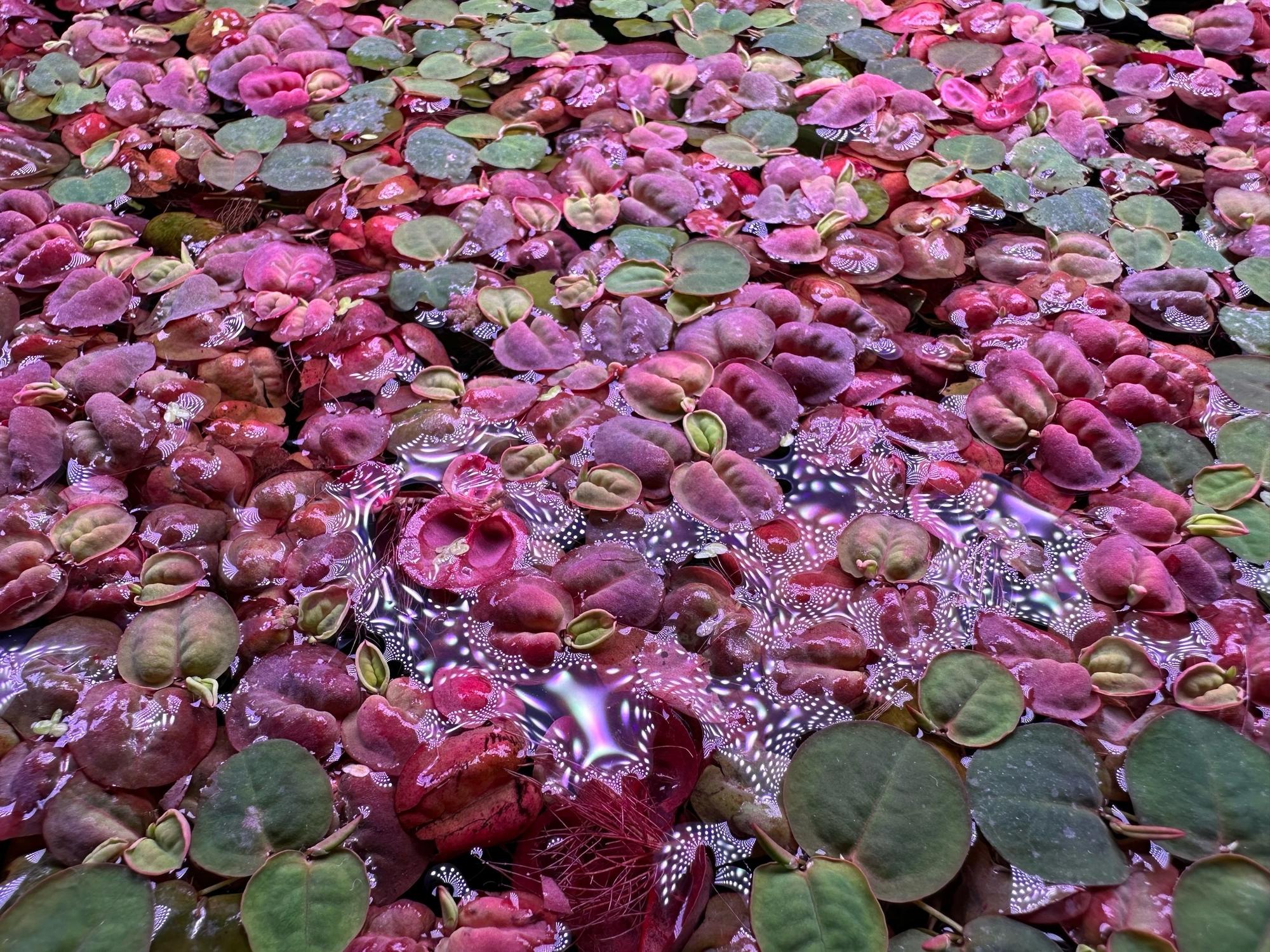 Филлантус плавающий (Phyllanthus fluitans)