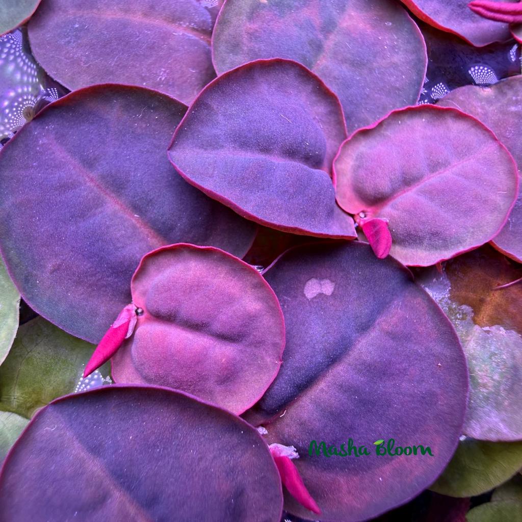 Филлантус плавающий (Phyllanthus fluitans)
