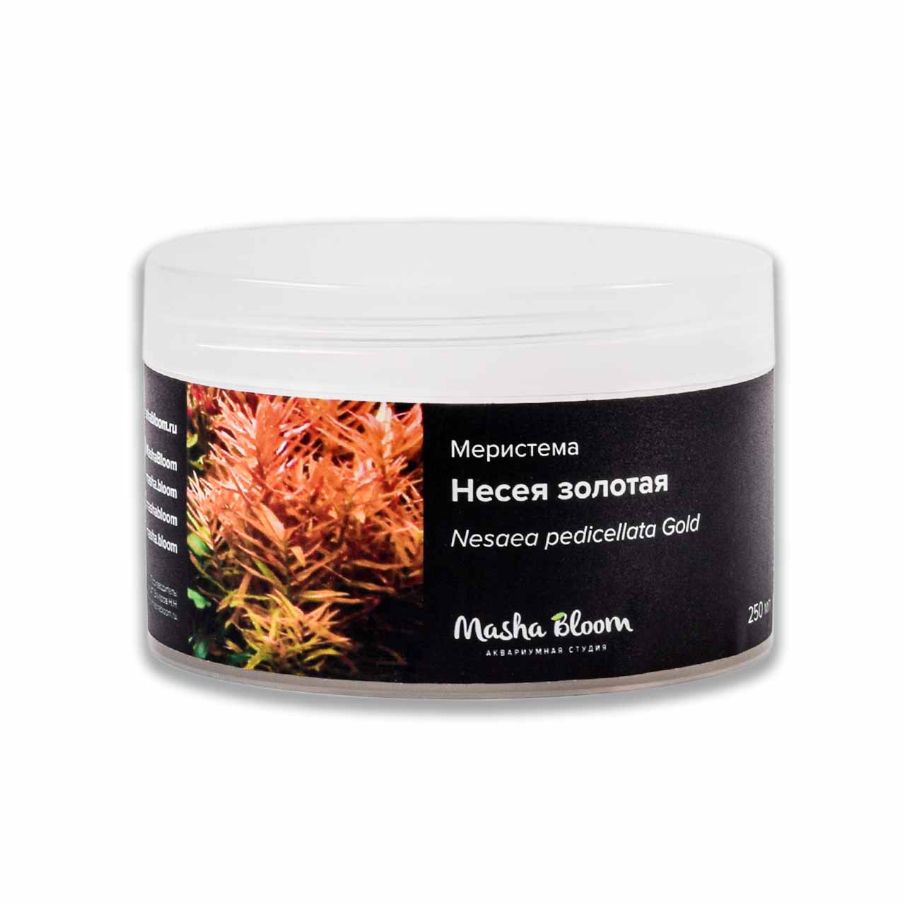 Меристема MASHA BLOOM Несея золотая (Nesaea pedicellata Gold) Ø90 мм