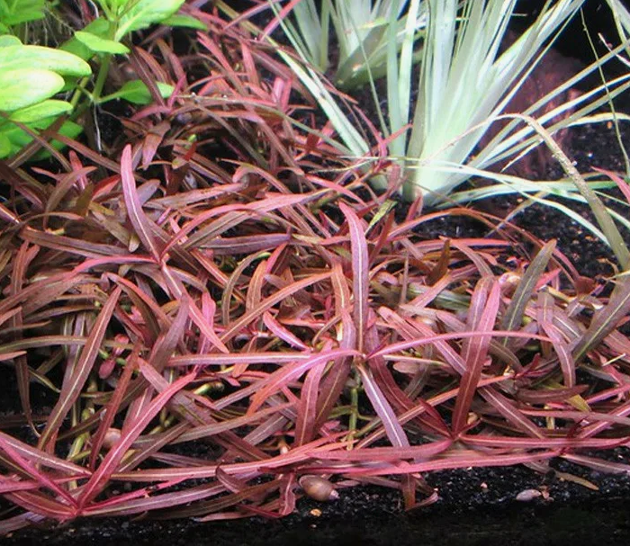Гигрофила арагвая Пинк Леди / чай (Hygrophila sp. Araguaia Pink Lady)