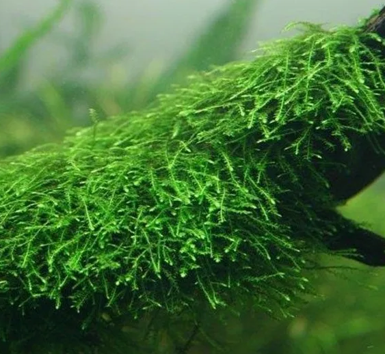 Меристема MASHA BLOOM Мох Яванский (Taxiphyllum barbieri «Java Moss»)