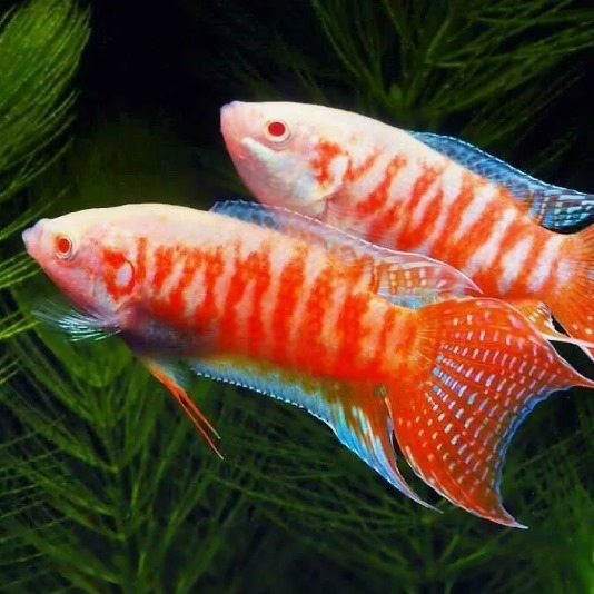 Макропод (Macropodus opercularis)