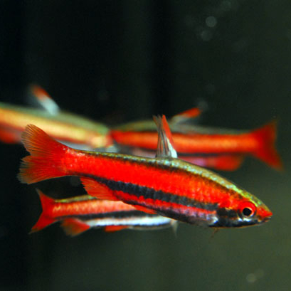 Нанностомус Красный Мортенталлера (Nannostomus Morthentallerii)