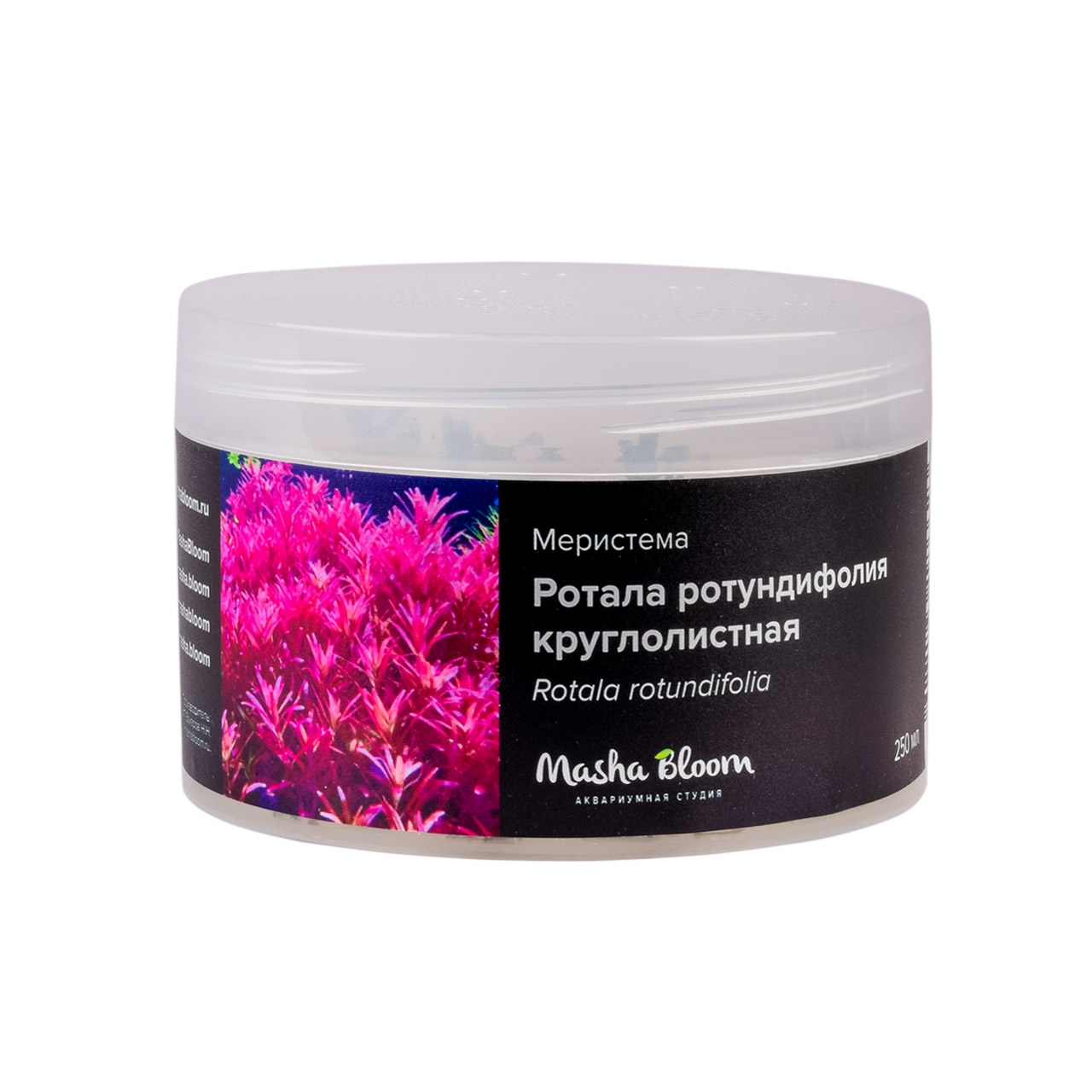 Меристема MASHA BLOOM Ротала ротундифолия / круглолистная (Rotala rotundifolia) Ø90 мм