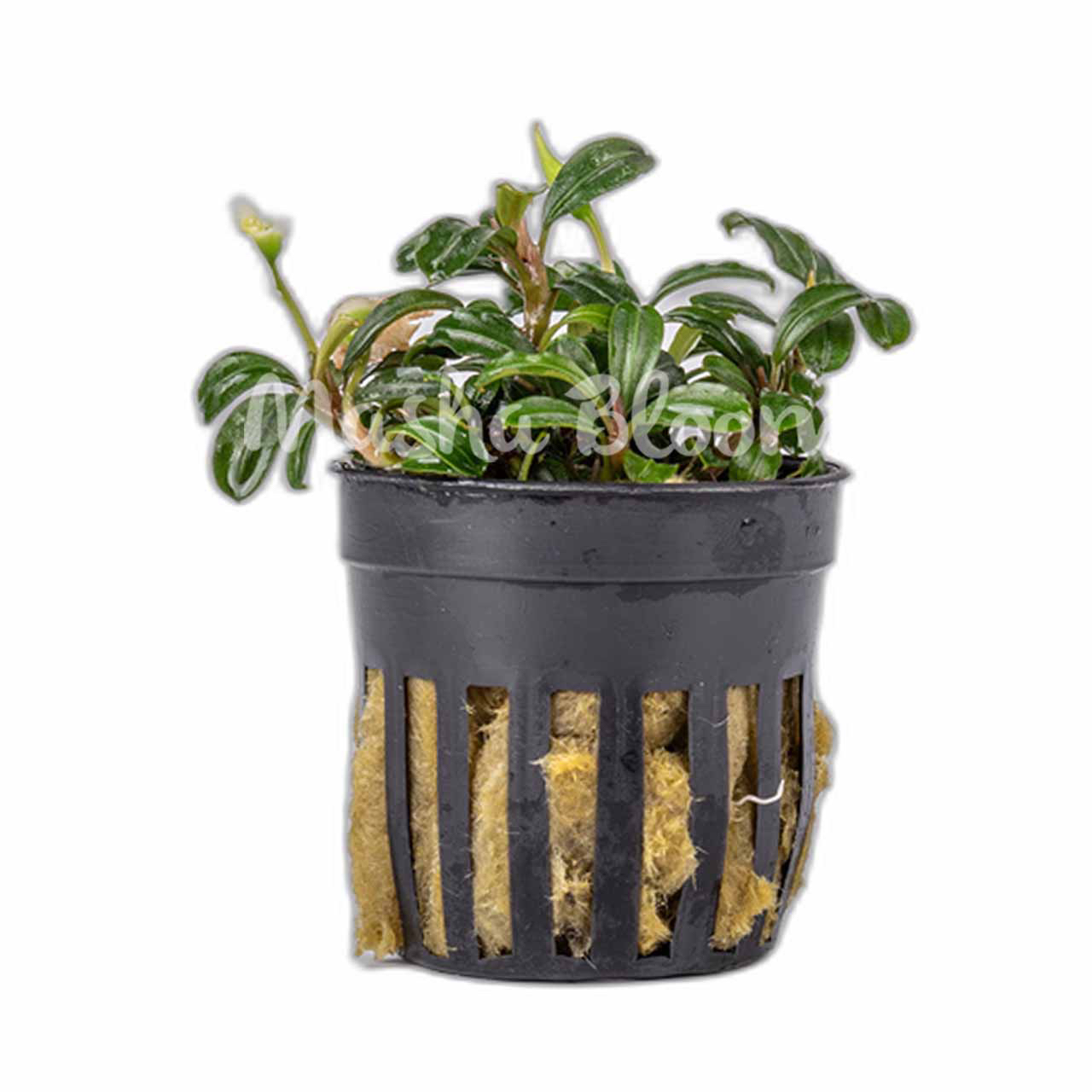 Буцефаландра Брауни Феникс (Bucephalandra sp. Brownie Phoenix) в горшке