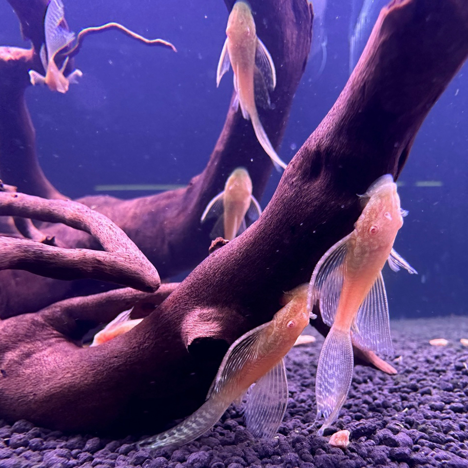 Анциструс золотой вуалевый / стрекоза (Ancistrus cirrhosus)