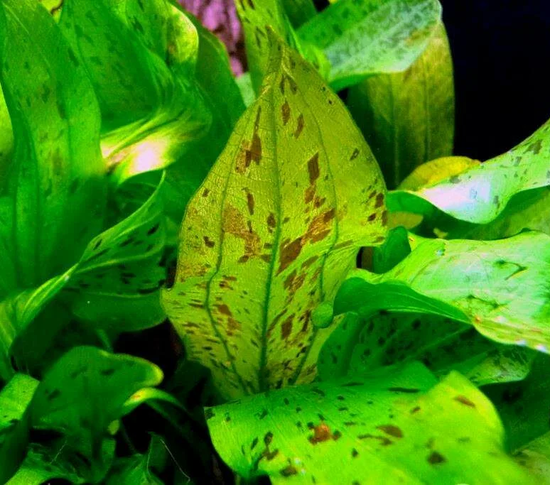 Эxинодорус Мраморный шоколад (Echinodorus Marble Chocolate)