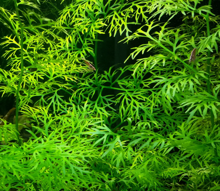 Папоротник индийский (Ceratopteris thalictroides)