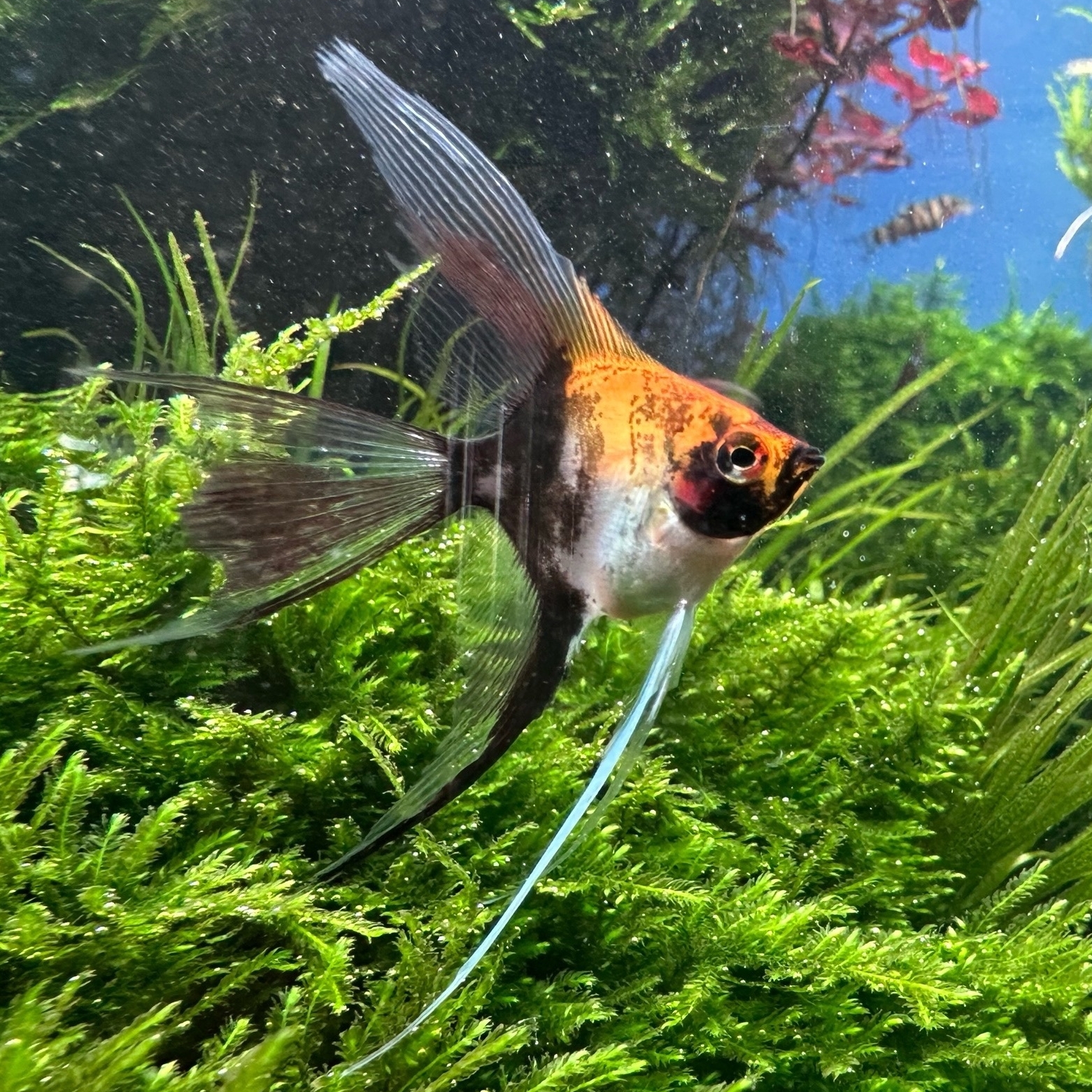 Скалярия Кои вуалевая (Pterophyllum scalare var.)