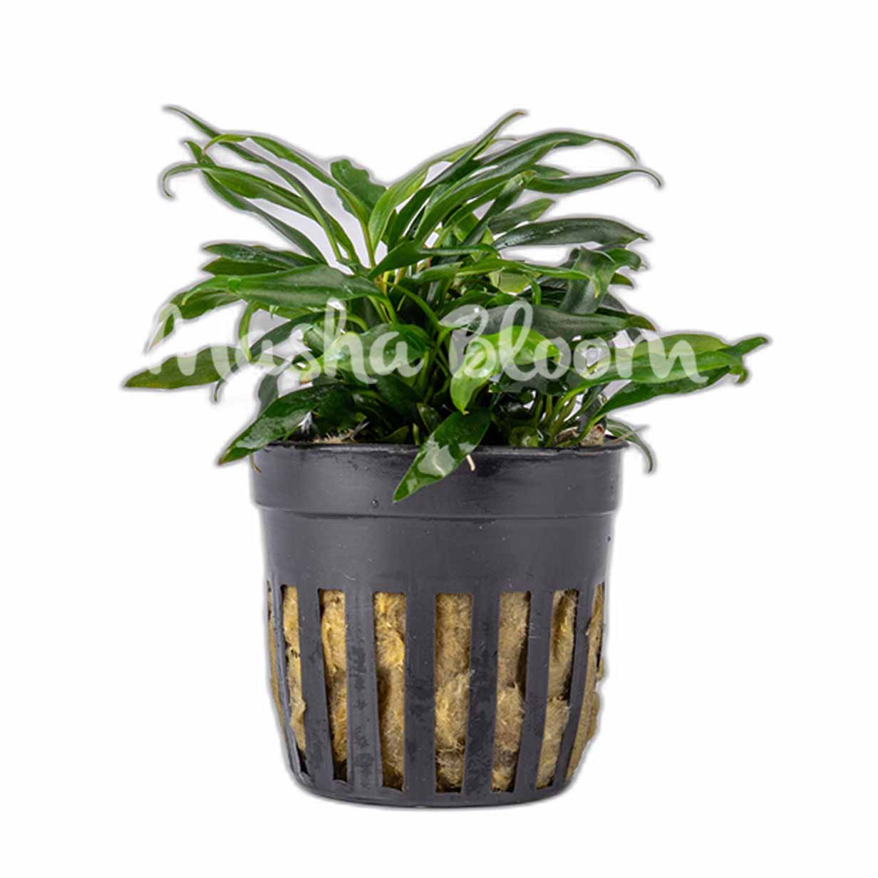 Анубиас минима Коготь Дракона (Anubias minima «Dragon Claw»)