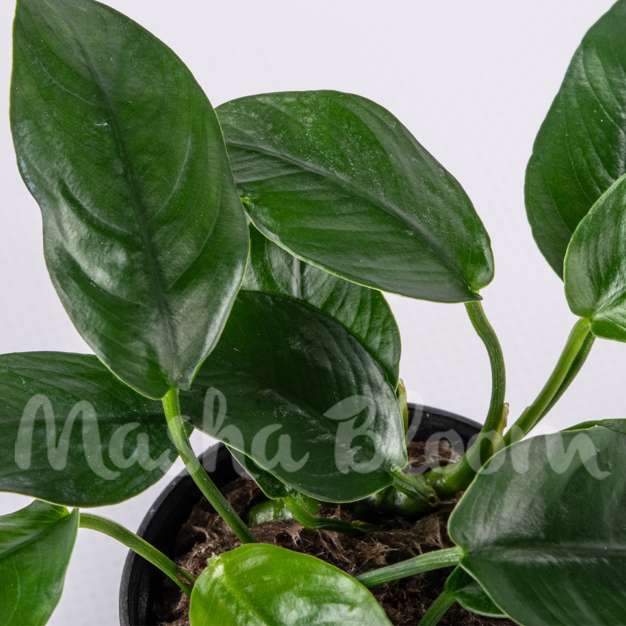 Анубиас нана короткий (Anubias nana "Short") в горшке