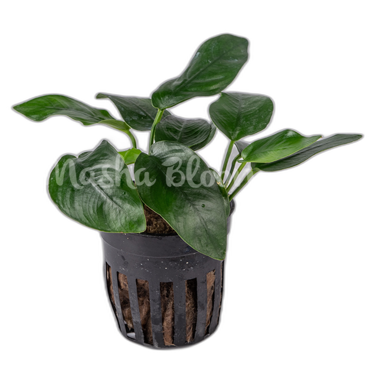 Анубиас нана короткий (Anubias nana "Short") в горшке